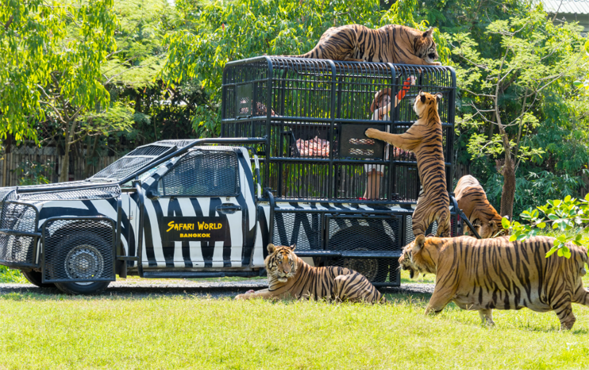 Getting Up Close with Wildlife Companions in Bangkok: Exploring Animal Sanctuaries and Zoos